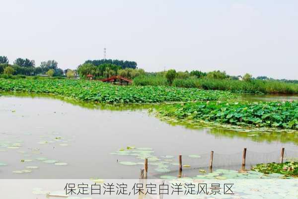 保定白洋淀,保定白洋淀风景区-第3张图片-奥莱旅游网