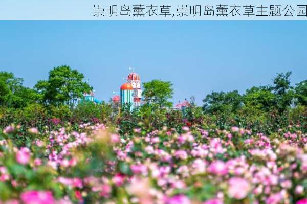 崇明岛薰衣草,崇明岛薰衣草主题公园-第3张图片-奥莱旅游网