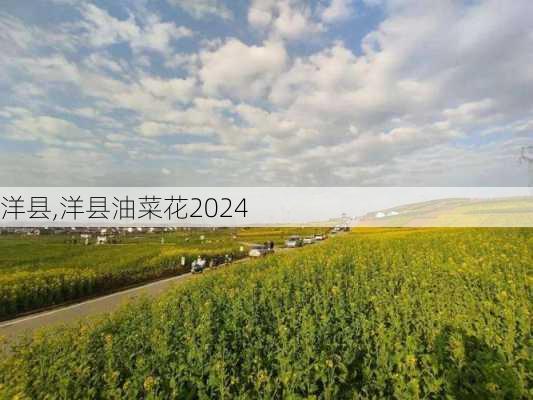 洋县,洋县油菜花2024