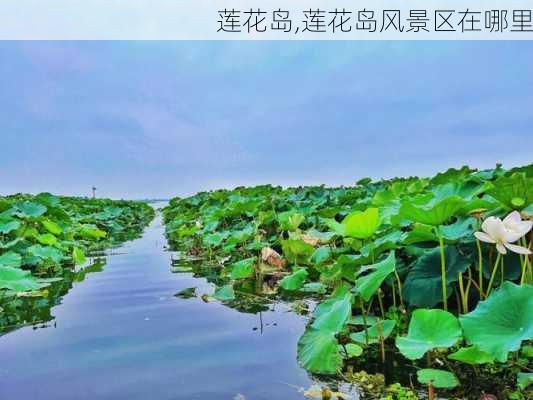 莲花岛,莲花岛风景区在哪里