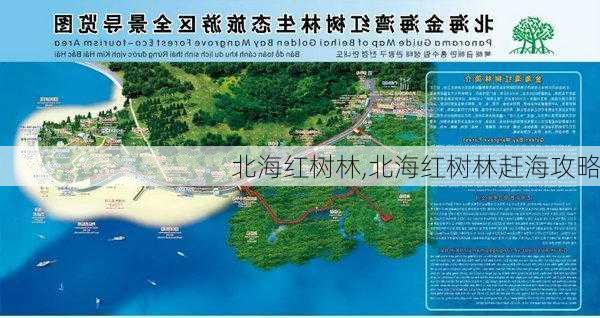 北海红树林,北海红树林赶海攻略-第2张图片-奥莱旅游网