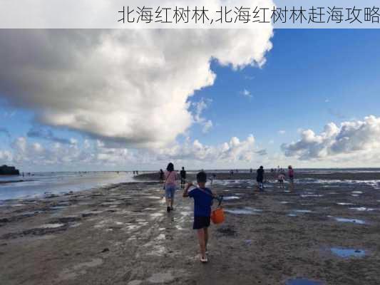 北海红树林,北海红树林赶海攻略-第3张图片-奥莱旅游网