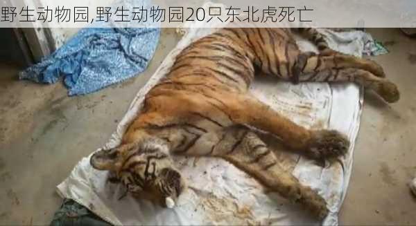 野生动物园,野生动物园20只东北虎死亡-第2张图片-奥莱旅游网