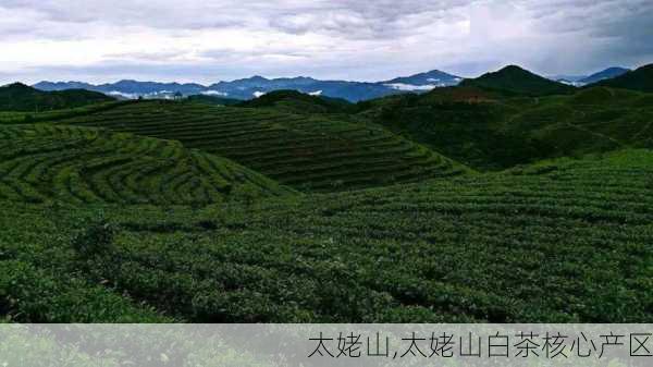 太姥山,太姥山白茶核心产区