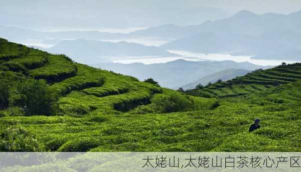 太姥山,太姥山白茶核心产区-第3张图片-奥莱旅游网