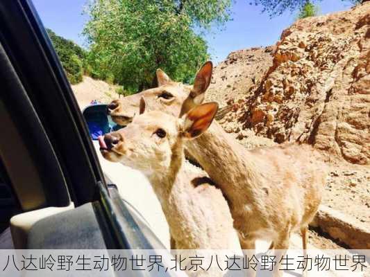 八达岭野生动物世界,北京八达岭野生动物世界-第3张图片-奥莱旅游网