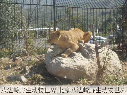 八达岭野生动物世界,北京八达岭野生动物世界