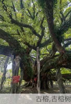 古榕,古榕树-第2张图片-奥莱旅游网