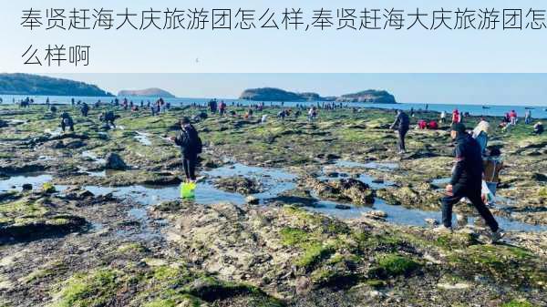 奉贤赶海大庆旅游团怎么样,奉贤赶海大庆旅游团怎么样啊-第1张图片-奥莱旅游网