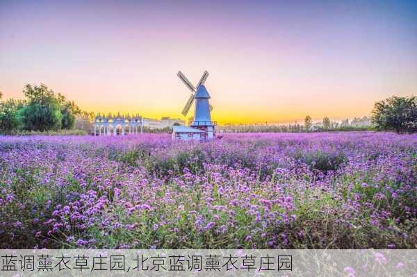 蓝调薰衣草庄园,北京蓝调薰衣草庄园-第3张图片-奥莱旅游网