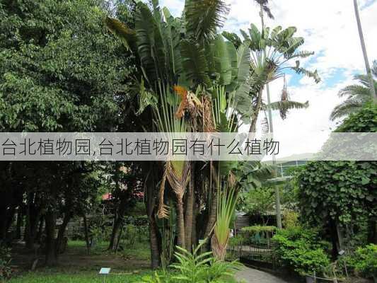 台北植物园,台北植物园有什么植物-第1张图片-奥莱旅游网