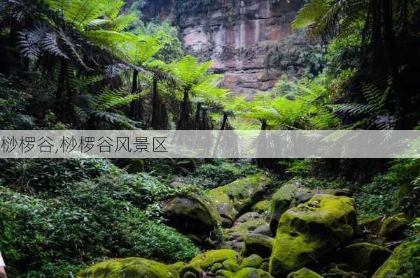 桫椤谷,桫椤谷风景区-第3张图片-奥莱旅游网