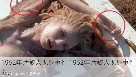 1962年活鲛人现身事件,1962年活鲛人现身事件图片-第3张图片-奥莱旅游网