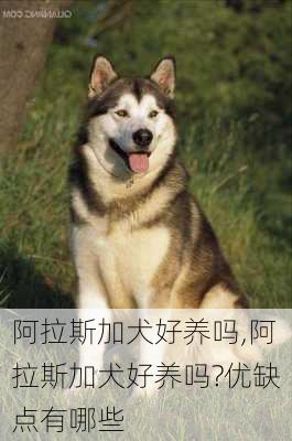 阿拉斯加犬好养吗,阿拉斯加犬好养吗?优缺点有哪些