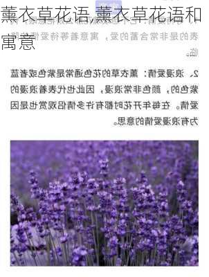 薰衣草花语,薰衣草花语和寓意-第1张图片-奥莱旅游网