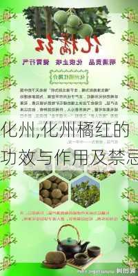 化州,化州橘红的功效与作用及禁忌