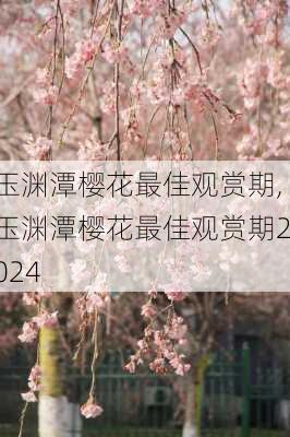 玉渊潭樱花最佳观赏期,玉渊潭樱花最佳观赏期2024-第2张图片-奥莱旅游网