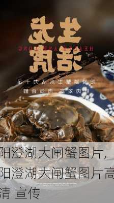 阳澄湖大闸蟹图片,阳澄湖大闸蟹图片高清 宣传-第1张图片-奥莱旅游网