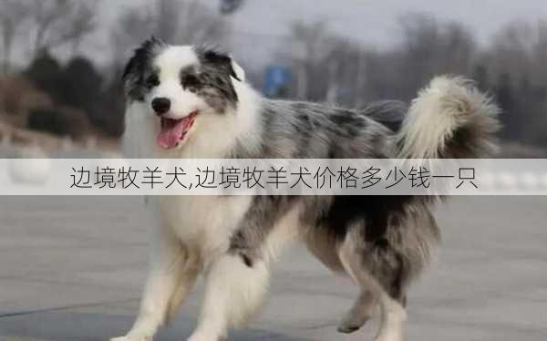 边境牧羊犬,边境牧羊犬价格多少钱一只-第3张图片-奥莱旅游网