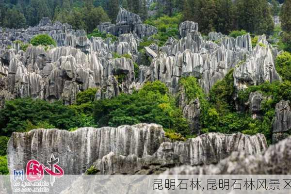 昆明石林,昆明石林风景区-第2张图片-奥莱旅游网