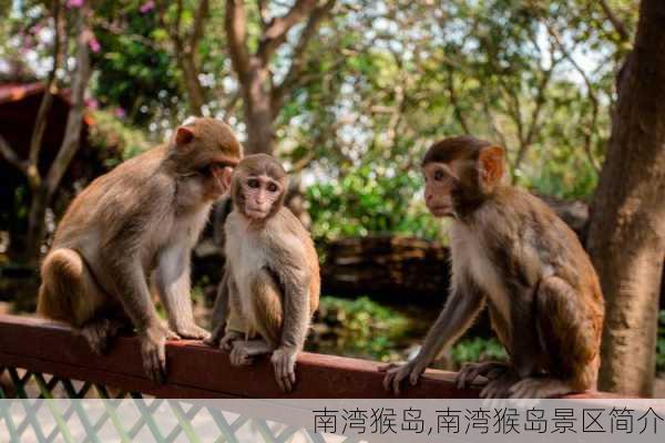 南湾猴岛,南湾猴岛景区简介