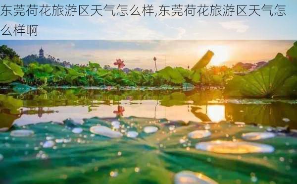 东莞荷花旅游区天气怎么样,东莞荷花旅游区天气怎么样啊-第3张图片-奥莱旅游网