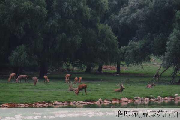 麋鹿苑,麋鹿苑简介-第1张图片-奥莱旅游网