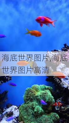 海底世界图片,海底世界图片高清-第2张图片-奥莱旅游网