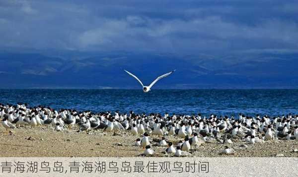 青海湖鸟岛,青海湖鸟岛最佳观鸟时间-第1张图片-奥莱旅游网