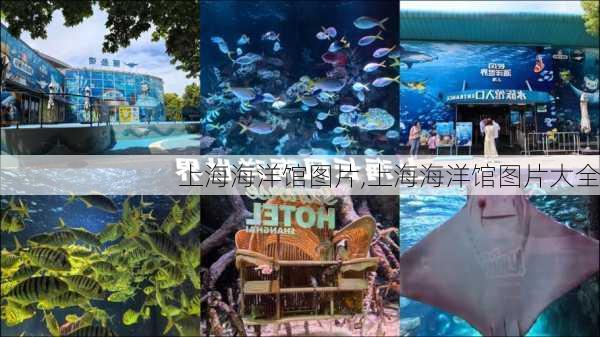 上海海洋馆图片,上海海洋馆图片大全-第1张图片-奥莱旅游网