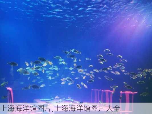 上海海洋馆图片,上海海洋馆图片大全-第2张图片-奥莱旅游网