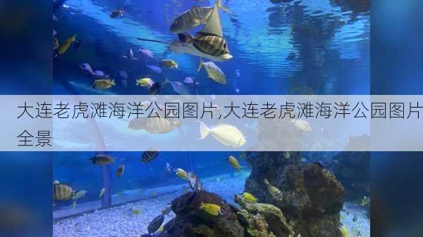 大连老虎滩海洋公园图片,大连老虎滩海洋公园图片全景-第2张图片-奥莱旅游网