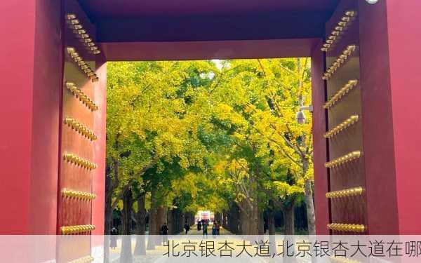 北京银杏大道,北京银杏大道在哪-第2张图片-奥莱旅游网