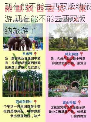 现在能不能去西双版纳旅游,现在能不能去西双版纳旅游了-第2张图片-奥莱旅游网