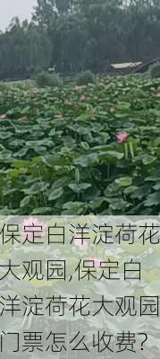 保定白洋淀荷花大观园,保定白洋淀荷花大观园门票怎么收费?-第3张图片-奥莱旅游网