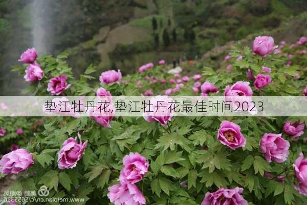 垫江牡丹花,垫江牡丹花最佳时间2023-第1张图片-奥莱旅游网