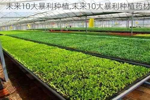 未来10大暴利种植,未来10大暴利种植药材-第2张图片-奥莱旅游网