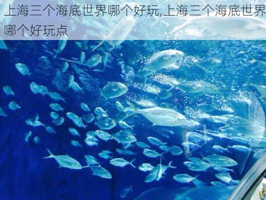 上海三个海底世界哪个好玩,上海三个海底世界哪个好玩点-第2张图片-奥莱旅游网