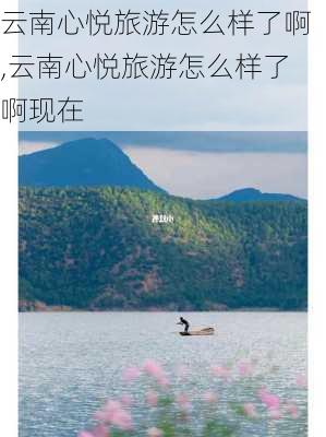 云南心悦旅游怎么样了啊,云南心悦旅游怎么样了啊现在-第2张图片-奥莱旅游网