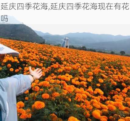 延庆四季花海,延庆四季花海现在有花吗