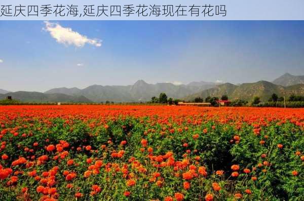 延庆四季花海,延庆四季花海现在有花吗-第3张图片-奥莱旅游网